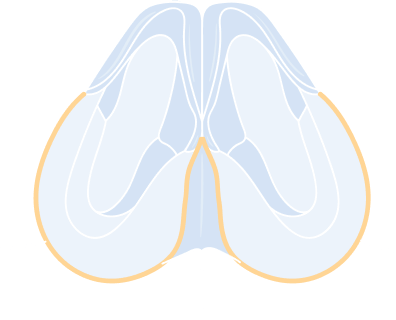 Revision Rhinoplasty